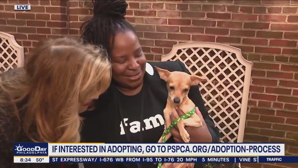 Dozens of rescued chihuahua's up for adoption